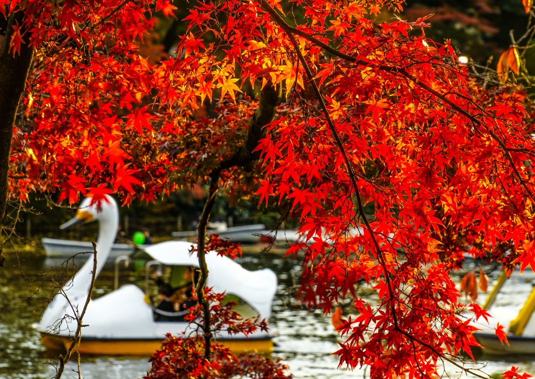 Andebåde i Inokashira Park, Tokyo  