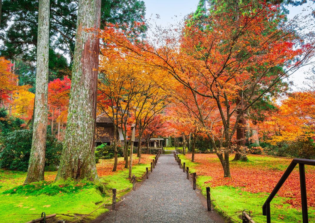 Efterår i Kyoto: Efterårsblade ved Sanzenin-templet, Ohara