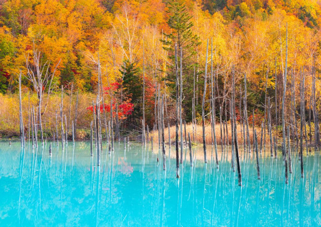 Blue Pond in Hokkaido in autumn, Japan