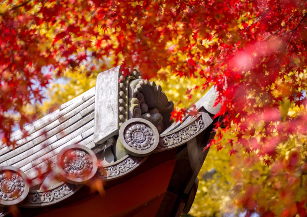 Japansk tempel omgivet af farverige ahorn- og ginkgoblade, Kyoto, Japan