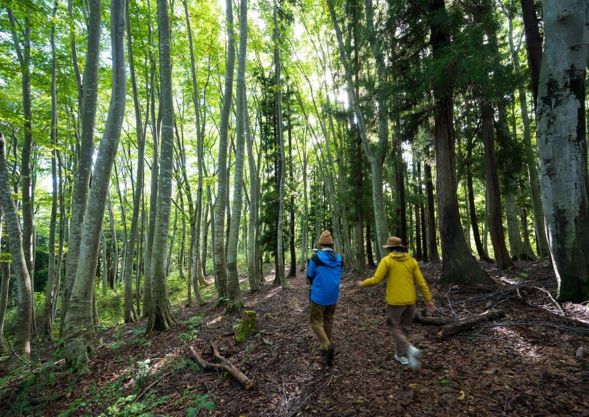 To mennesker på vandretur deltager i skovbadning, Japan