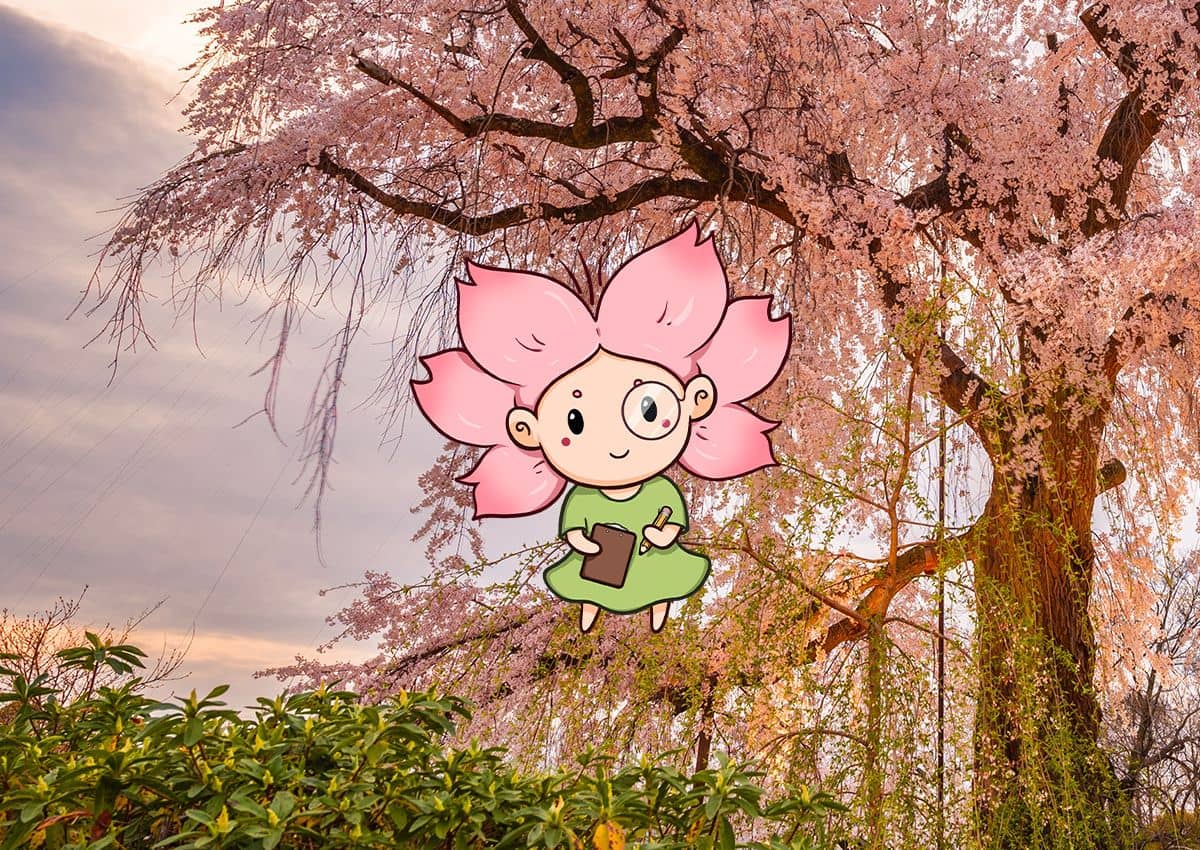 Mono-chan foran et blomstrende japansk kirsebærtræ.