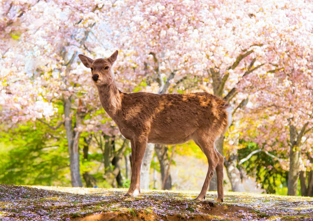 Sika-hjort i Nara Park, Nara
