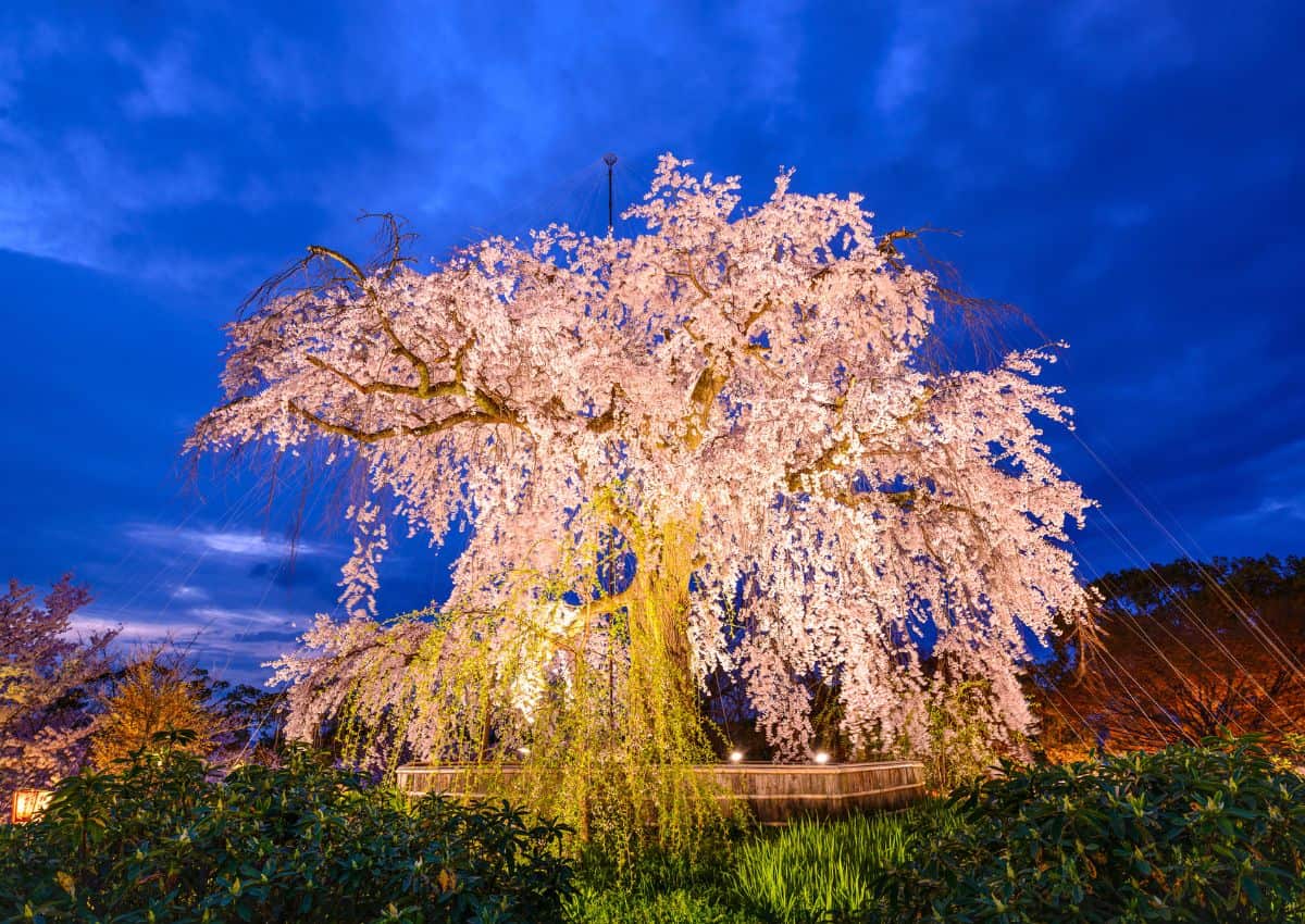 Maruyama parks grædende kirsebærtræ i aftentimerne, Kyoto, Japan