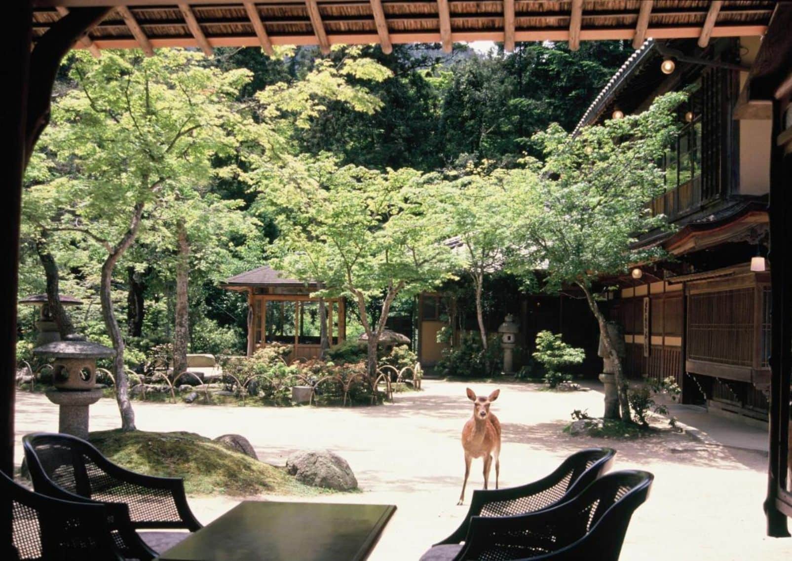 Hjort ved ryokan Iwaso på Miyajima, Japan