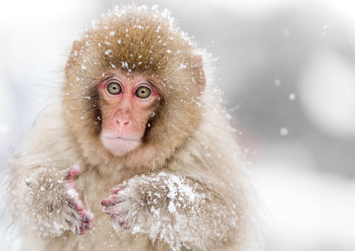 Baby sneabe, Nagano