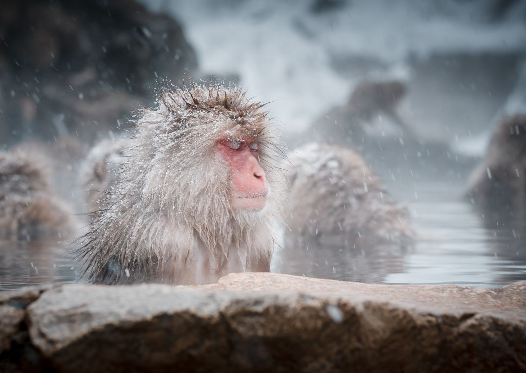 Sneaberne i Jigokudani, Nagano