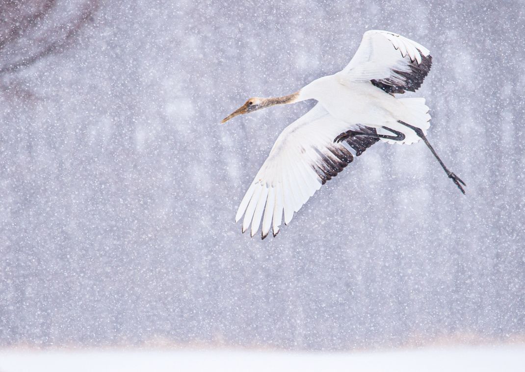 Japanske traner i Hokkaido 