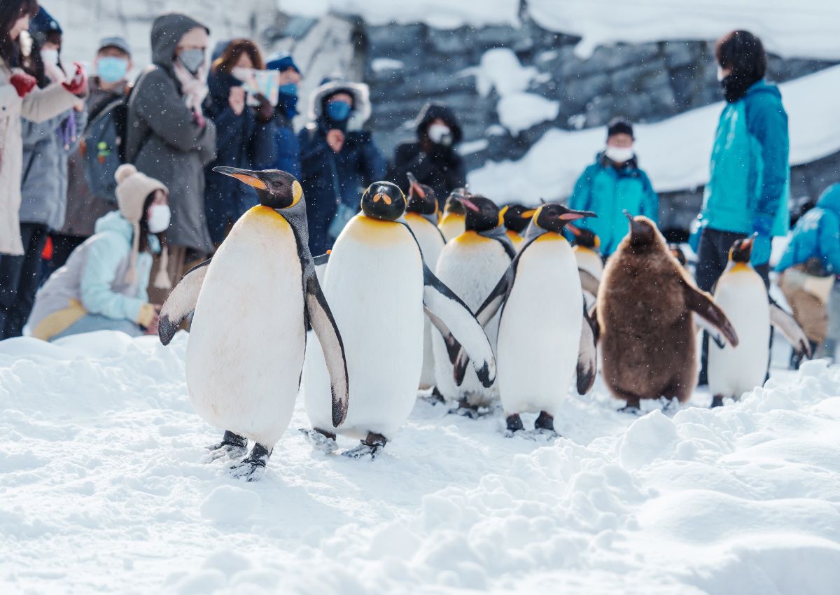 Pingvin parade, Asahiyama Zoo om vinteren