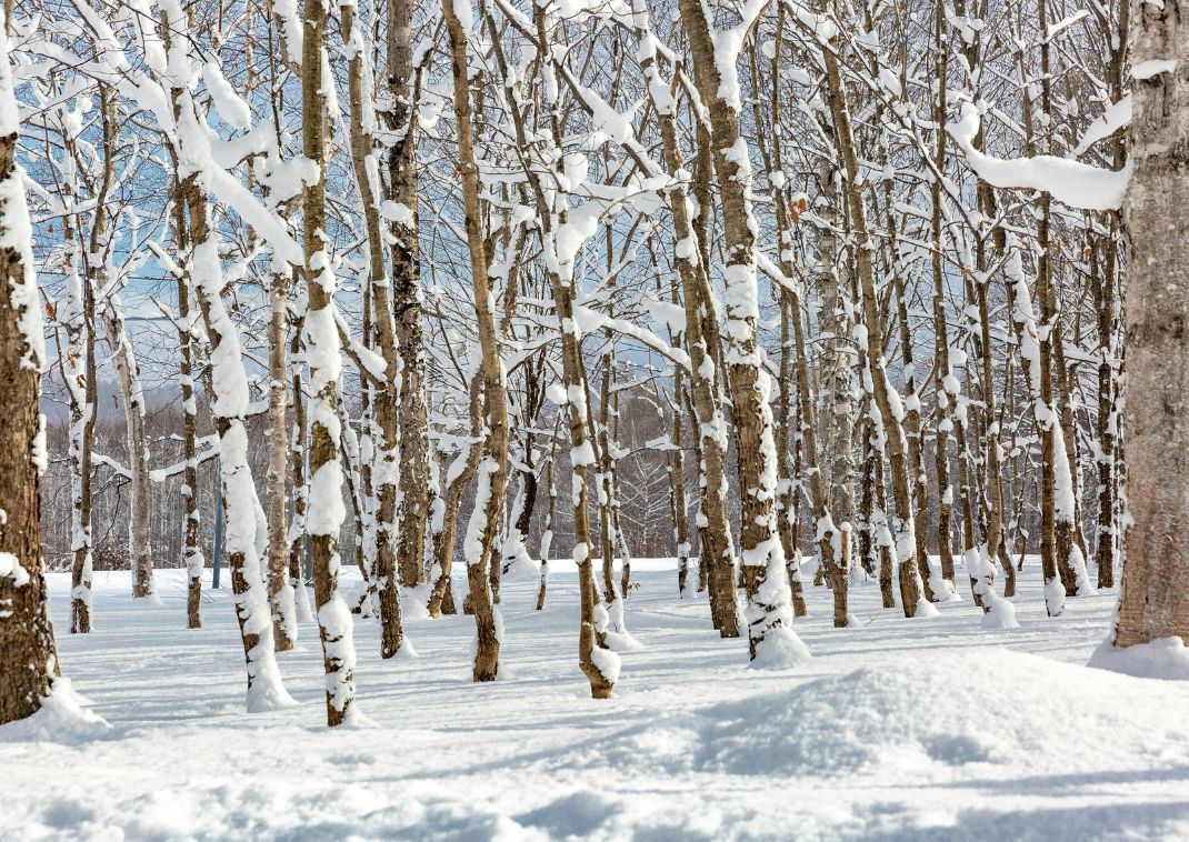 Snedækkede træer i Niseko, Hokkaido, Japan 