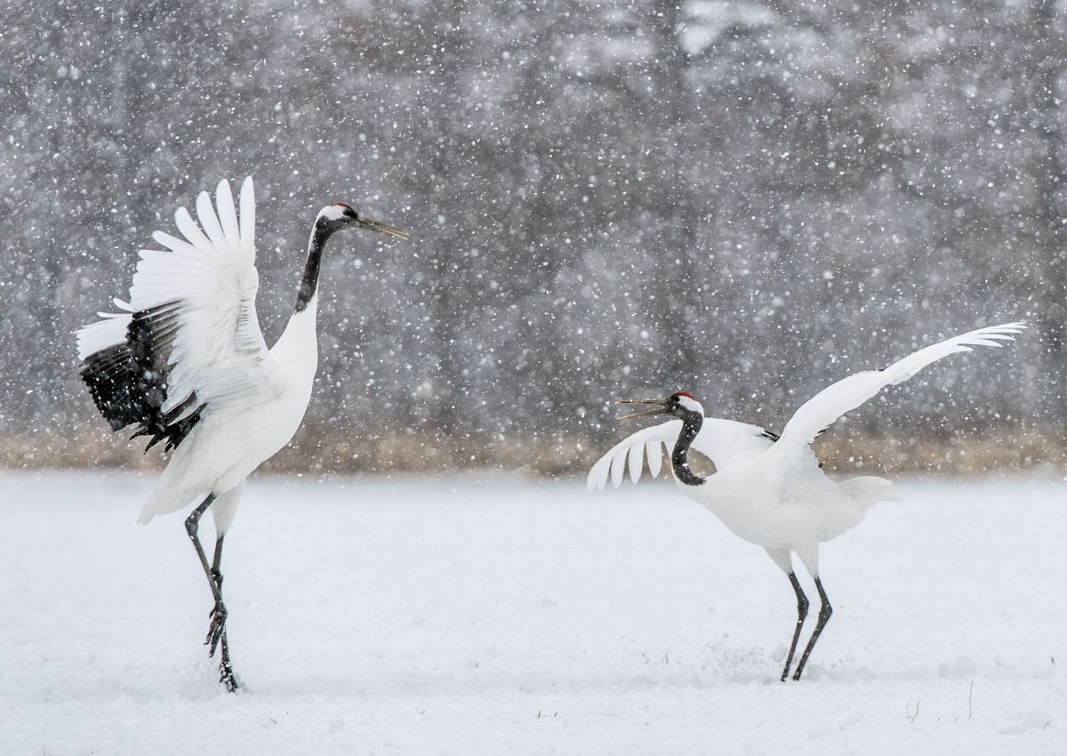 Japanske rødkronede traner danser om vinteren i Kushiro, Hokkaido