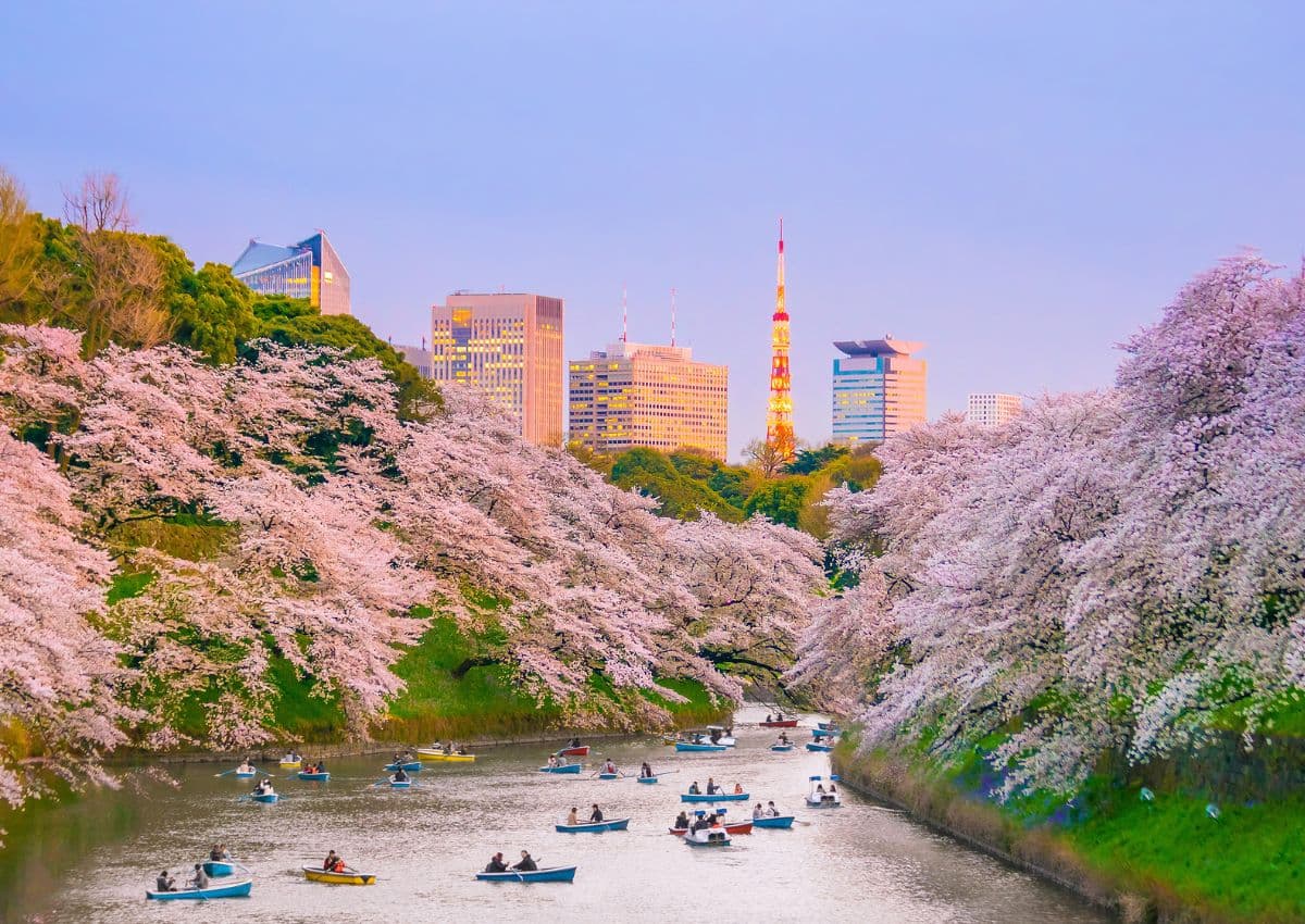 Chidorigafuchi-voldgraven med kirsebærblomster om foråret, Tokyo, Japan