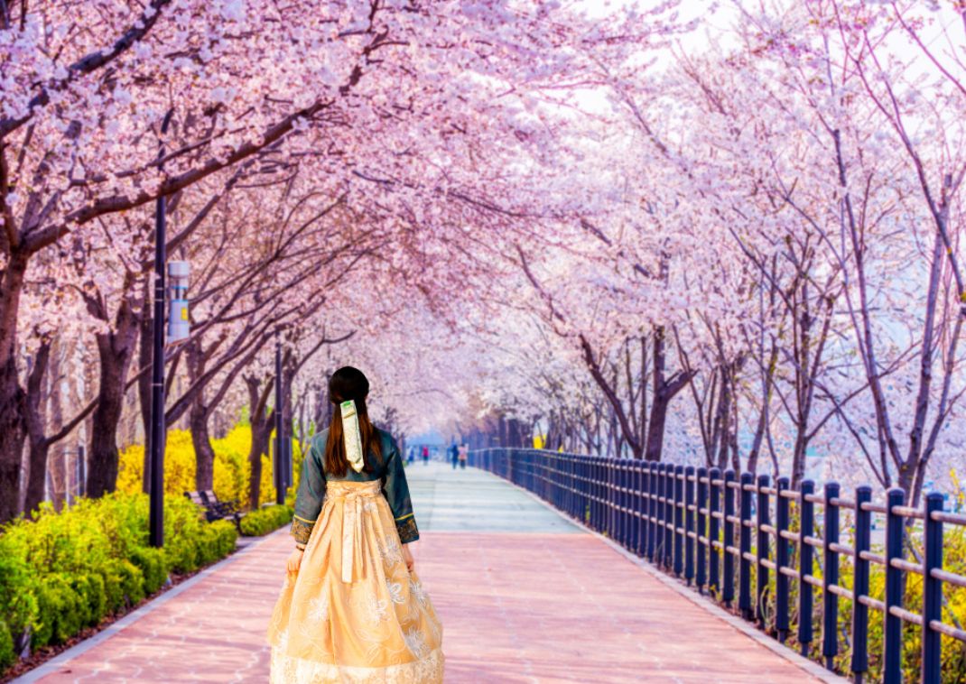 Koreansk pige klædt i traditionel hanbok blandt blomstrende kirsebærtræer i Sydkorea.