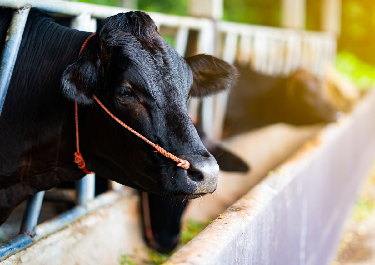 Tajima-kvæg på en gård nær Kobe, Japan