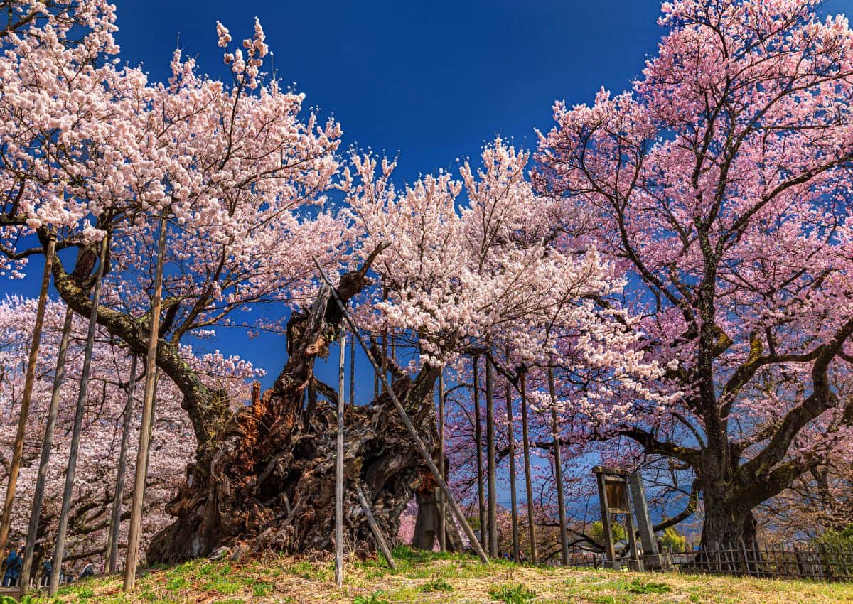Det omkring 2.000 år gamle kirsebærtræ Jindai Zakura i Yamanashi, Japan.