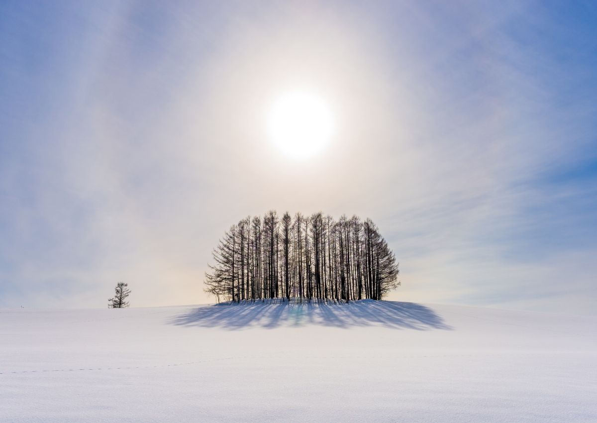 Vintertræer på bakke i Biei, Hokkaido
