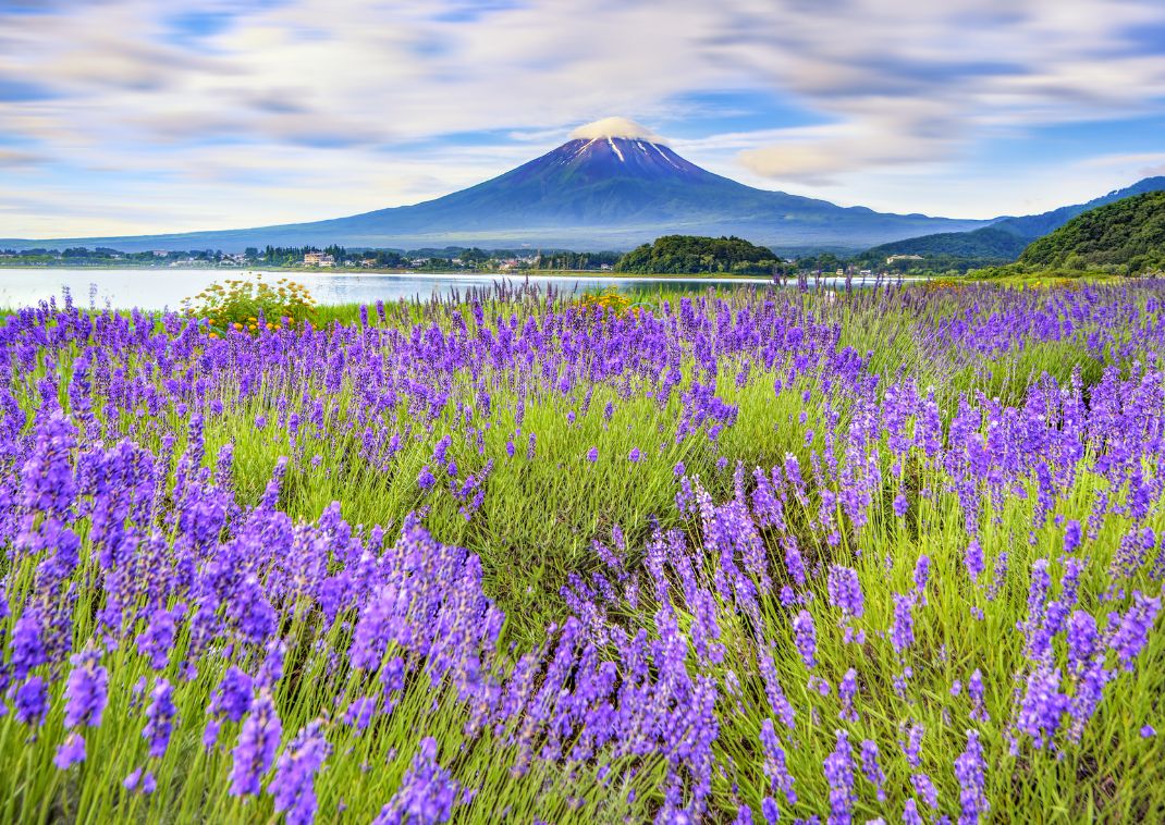 Lavendelmark ved Mt Fuji, Japan.
