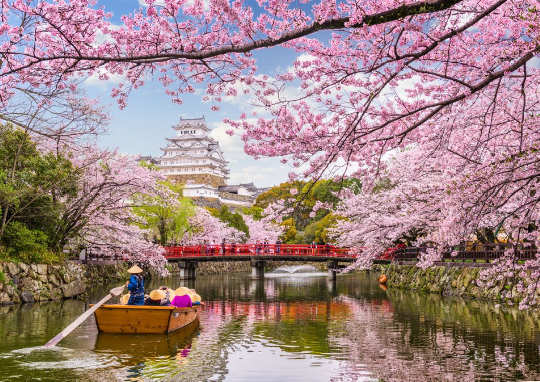 Smukke lyserøde kirsebærblomster foran Himeji borg i Japan om foråret