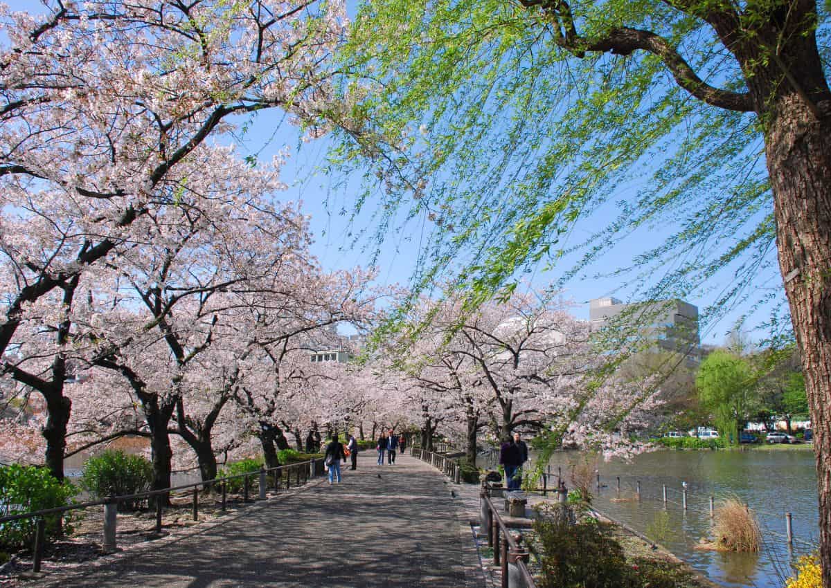 Ueno Park under kirsebærblomstringen Tokyo, Japan