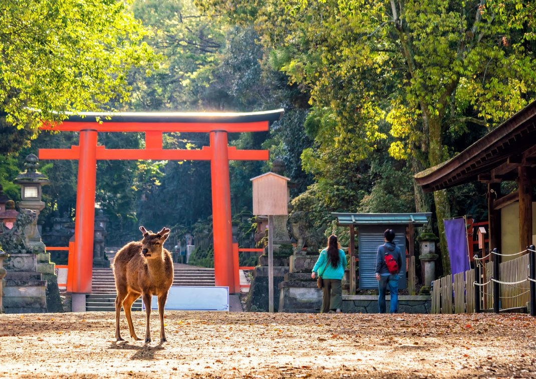 Rådyr i bymidten af Nara, Japan