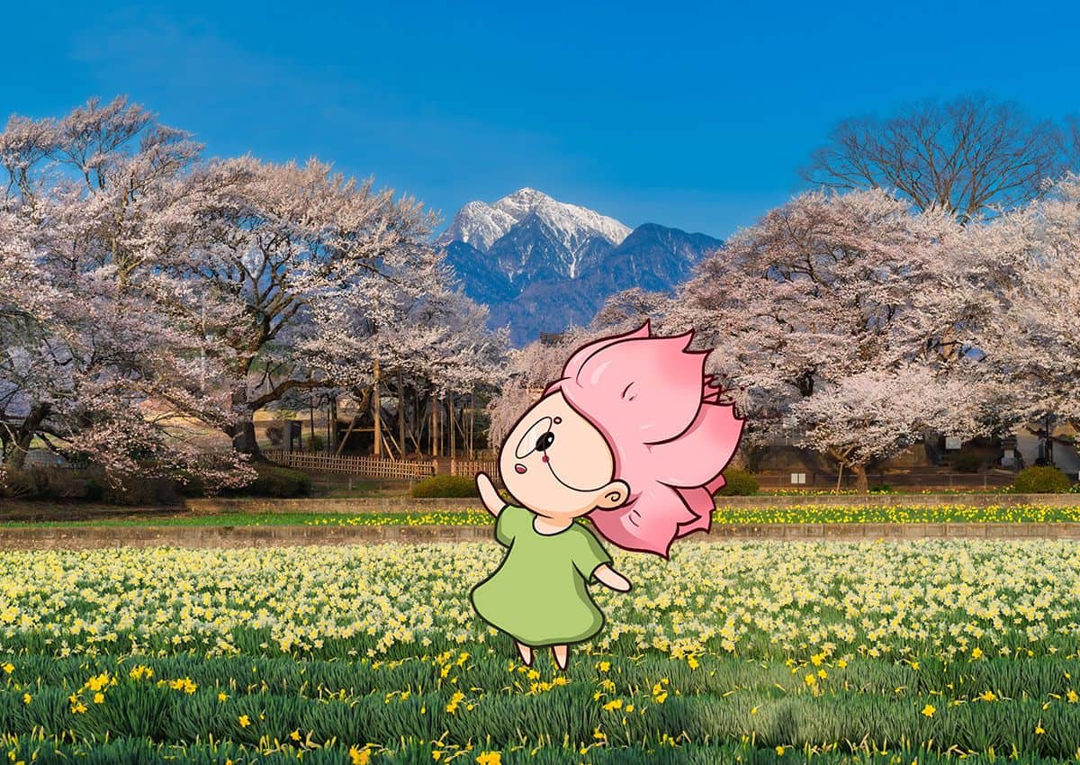 Mono-chan ved det gamle kirsebærtræ Jindai Zakura i Yamanashi.