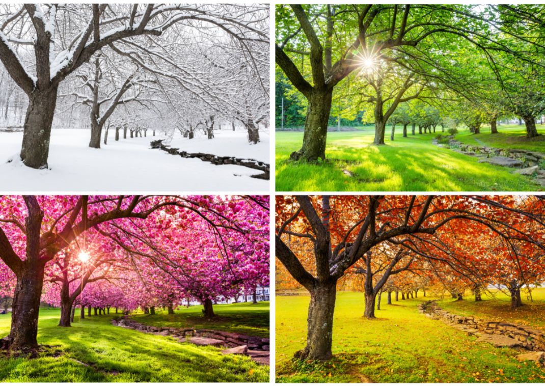 Park i Japan gennem forår, sommer, efterår og vinter
