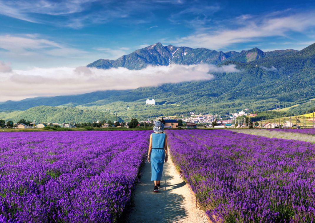 En kvinde går igennem marker med blomstrende lavendler i Japan om sommeren