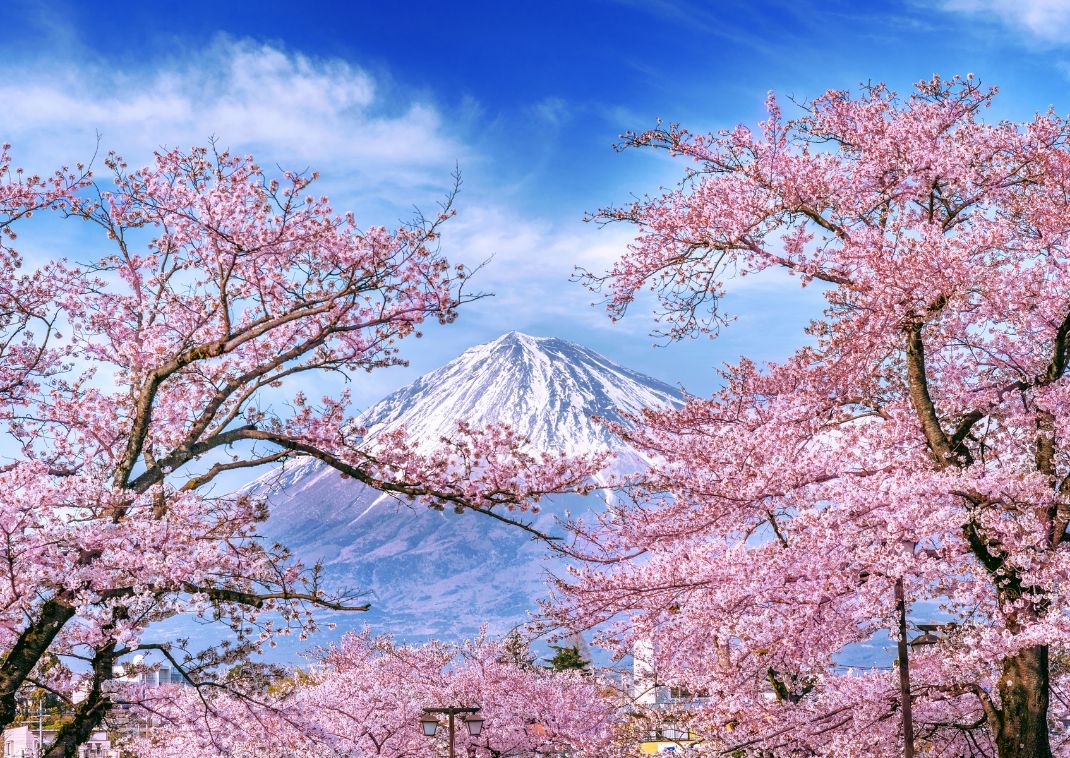 Fuji-bjerget med kirsebærblomster, Japan