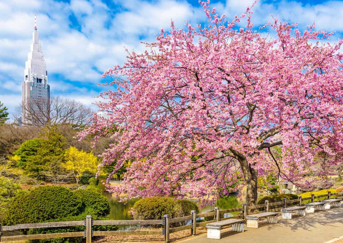 Shinjuku Gyoen Park med kirsebærblomster, Tokyo, Japan