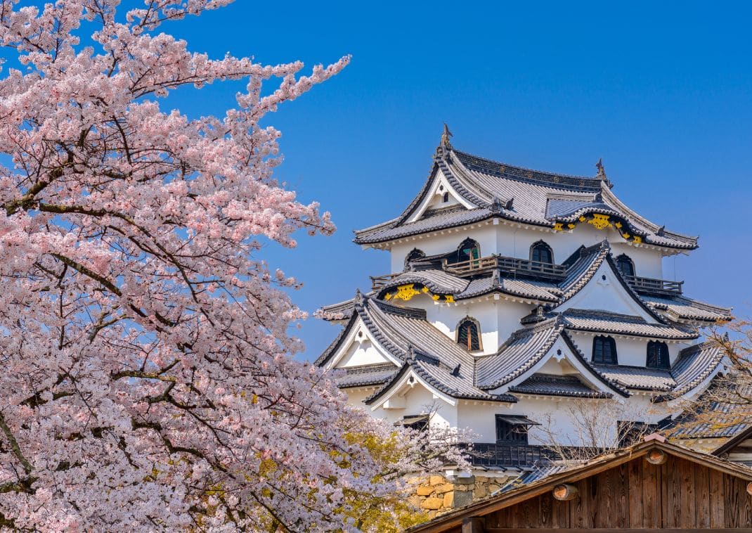 Hikone Slot i forårssæsonen, Hikone, Japan