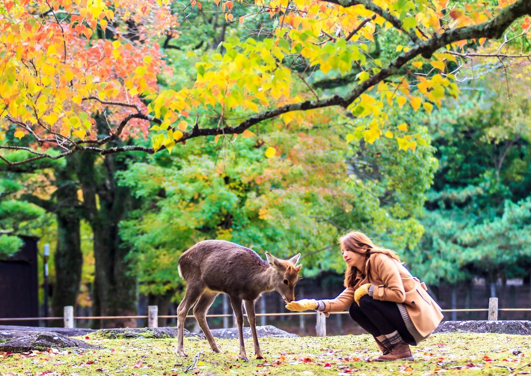 Besøgende fodrer vilde rådyr i Nara, Japan