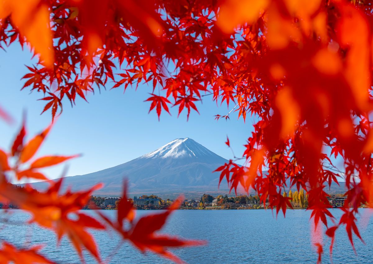 Fuji indrammet af røde ahornblade om efteråret i Japan.