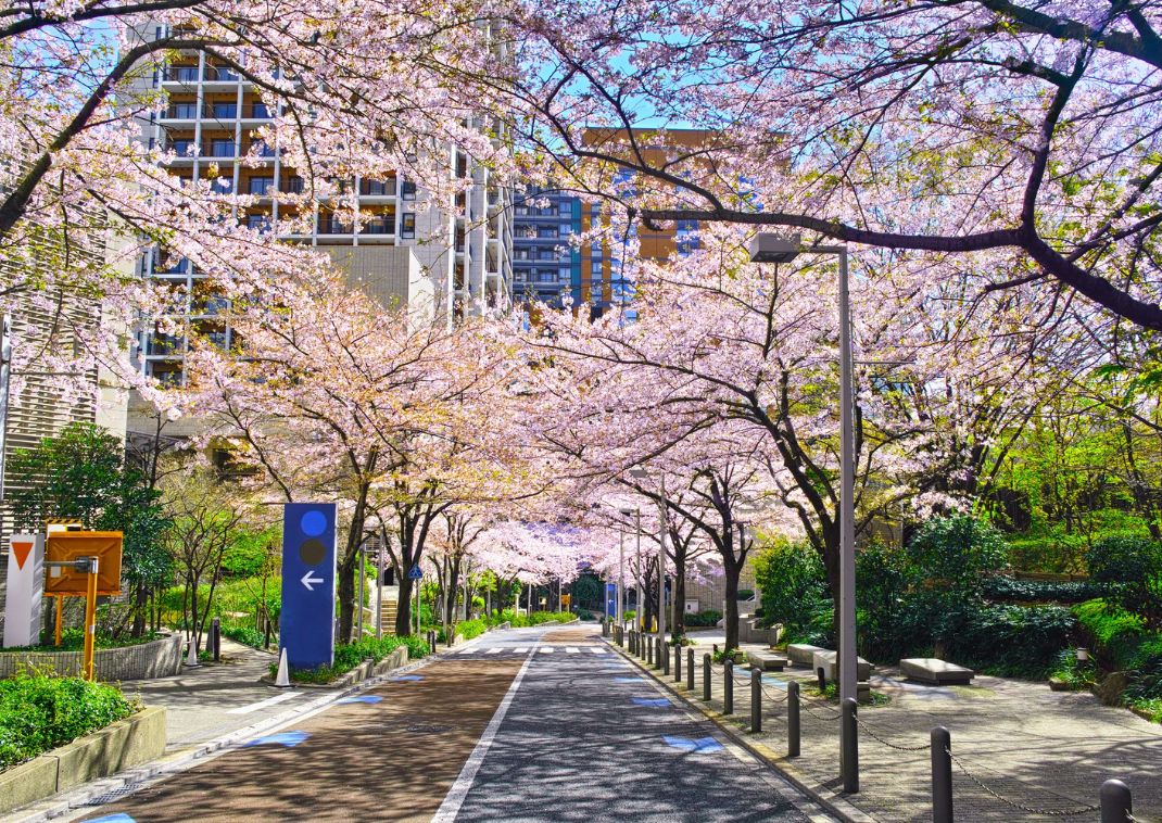 Gade med kirsebærblomster i by, Japan