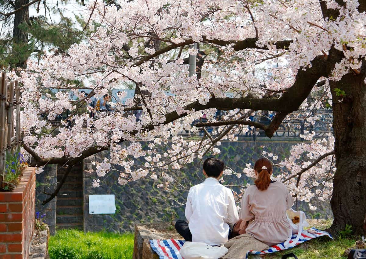 Hanami picnic, Japan