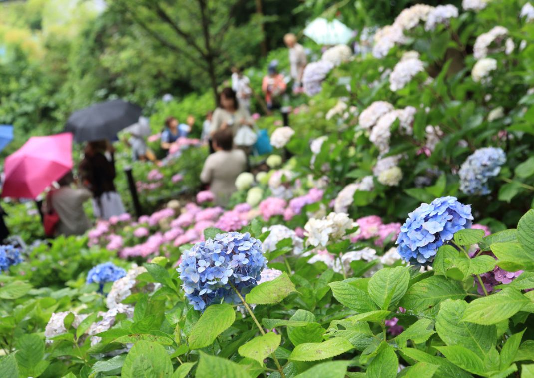 Hortensia festival i Hase-dera templet, Kamakura, Japan