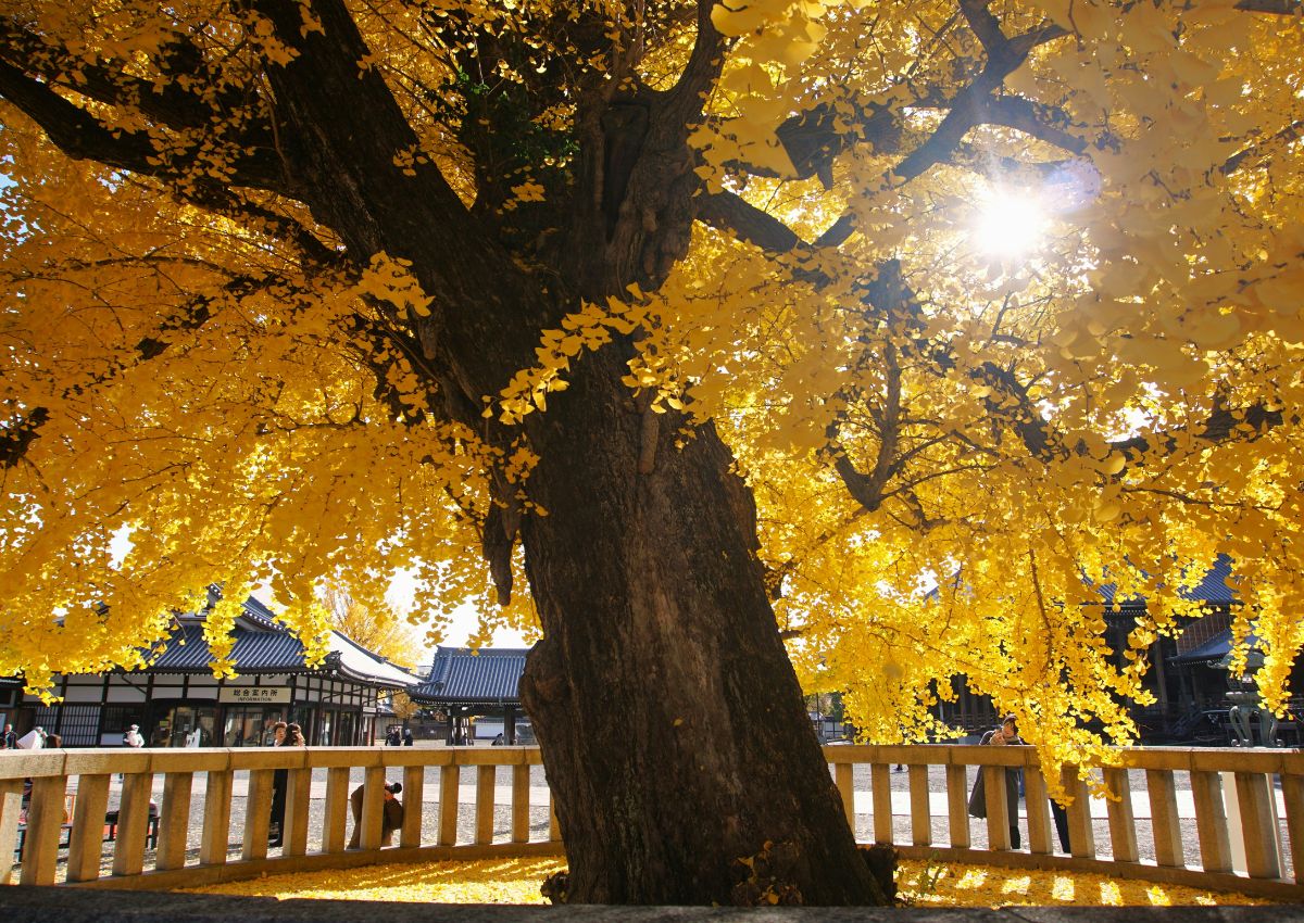 Stort ginkgotræ med gyldne efterårsblade i en tempelhave i Kyoto.