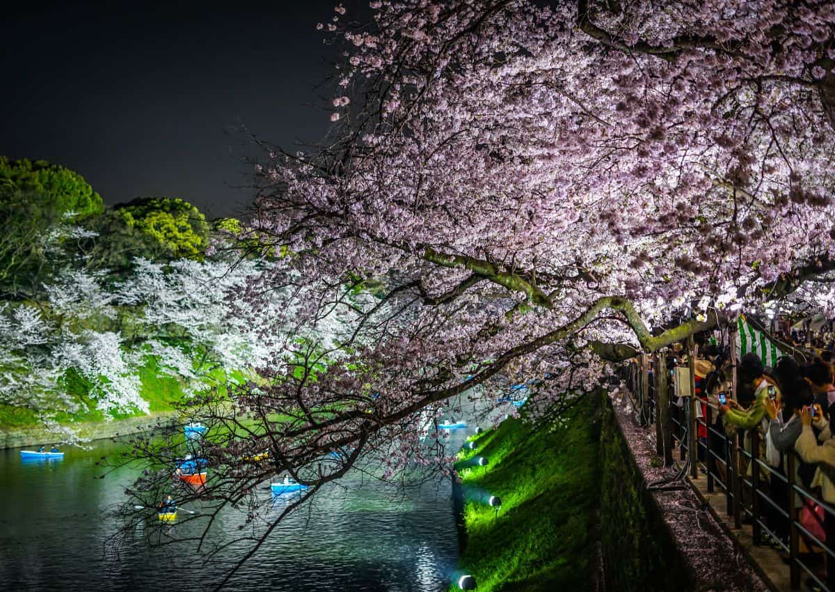 Chidorigafuchi-voldgraven med kirsebærblomster om aftenen, Tokyo, Japan