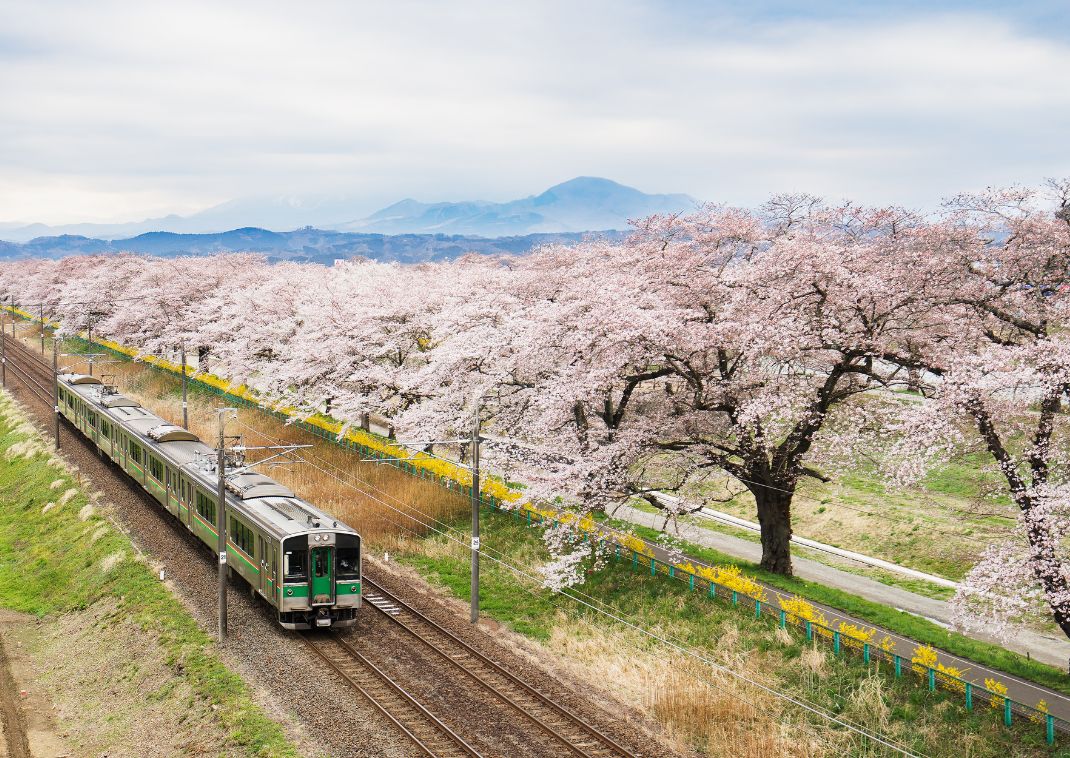 Tog i Japan, som kører på en rute langs kirsebærtræer