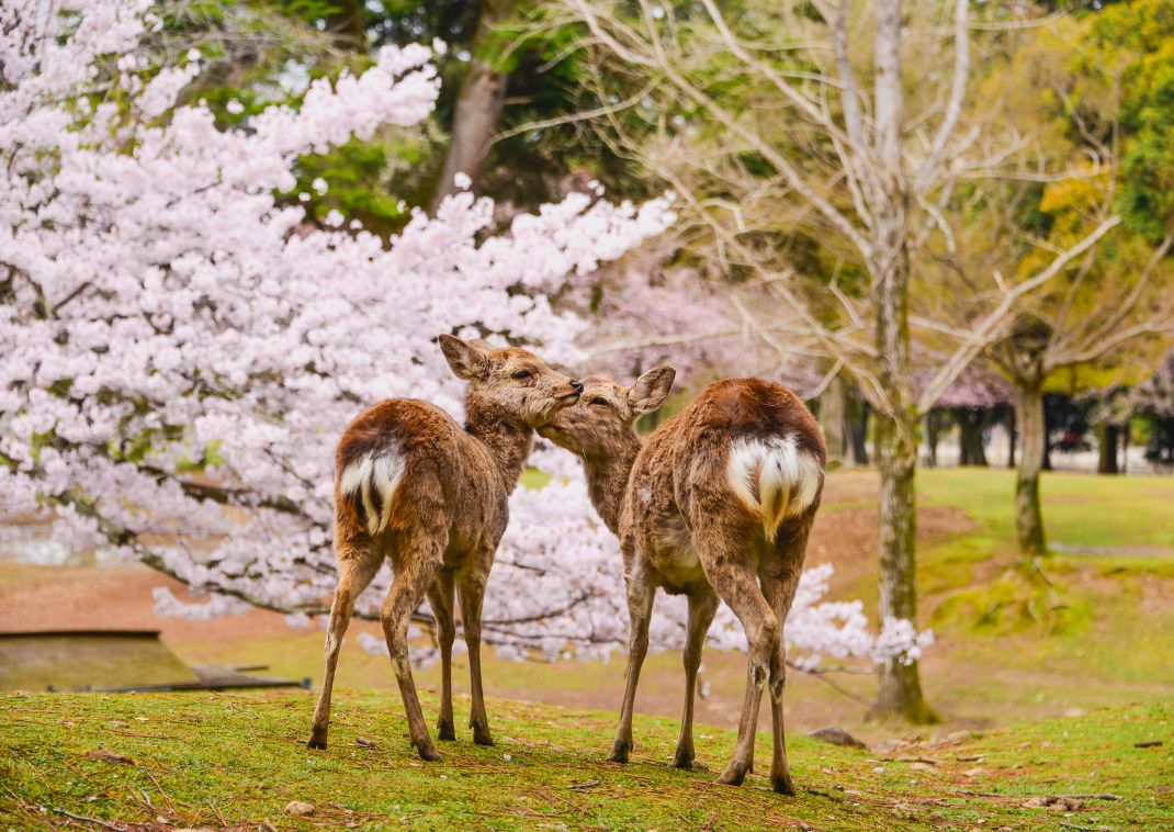 Rådyr under kirsebærtræer I Nara, Japan