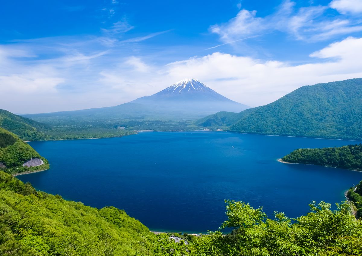 Skoven ved Motosu-søen ved Mt. Fuji, Japan