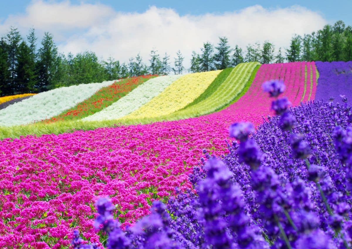 Lavendelmarkerne ved Farm Tomita