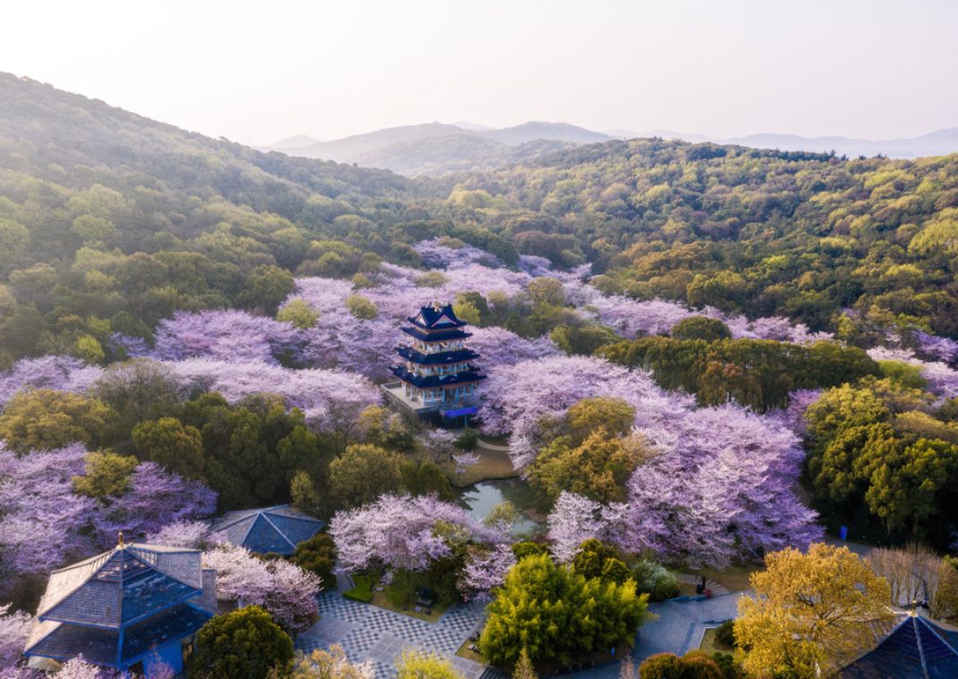 Japansk slot omgivet af kirsebærblomster i foråret.