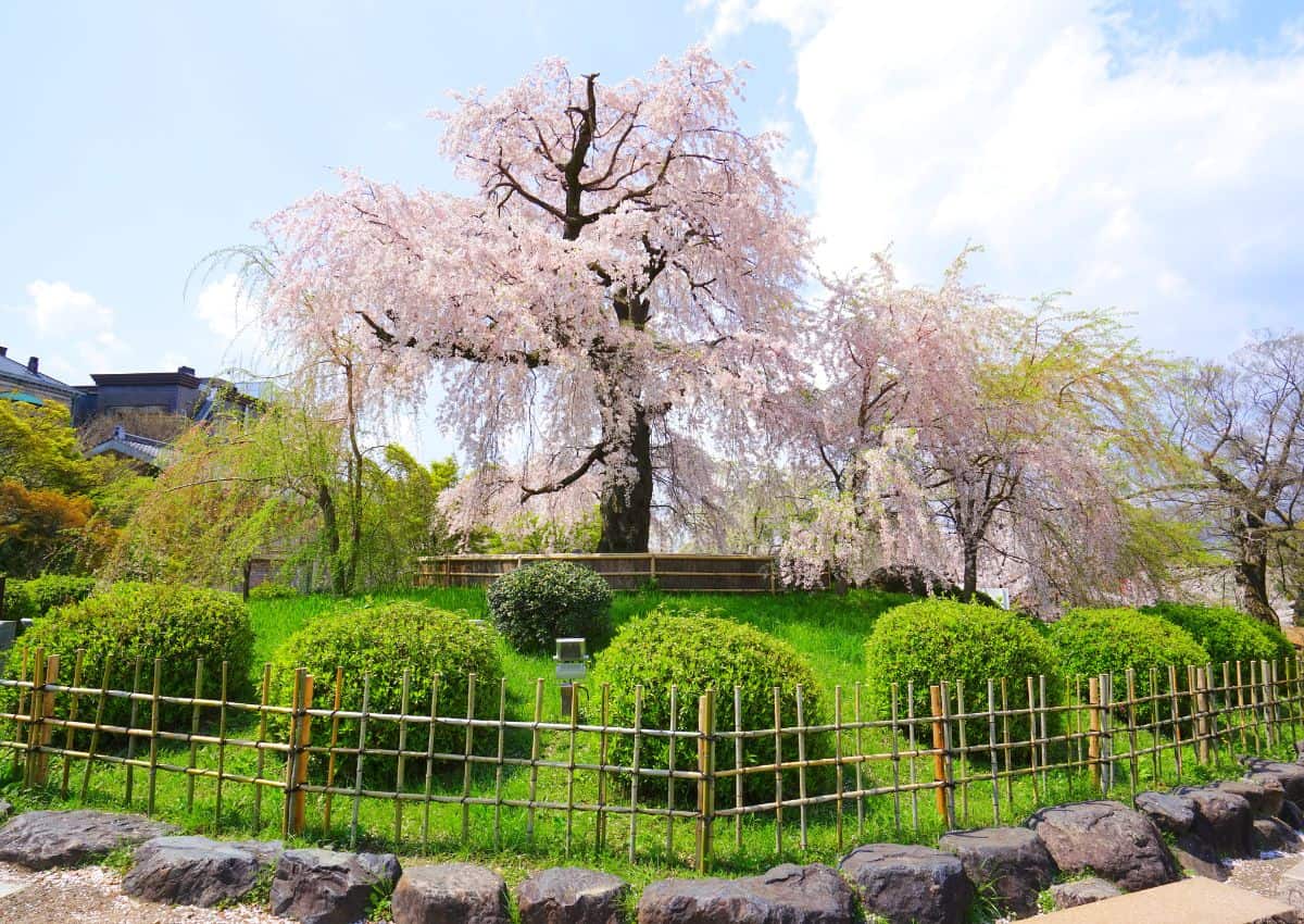 Maruyama parks grændende kirsebærtræ, Kyoto, Japan