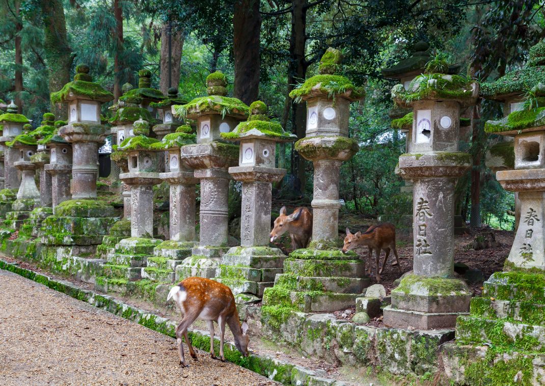 Stenlanterner og rådyr I Kasuga Taisha helligdommen i Nara, Japan