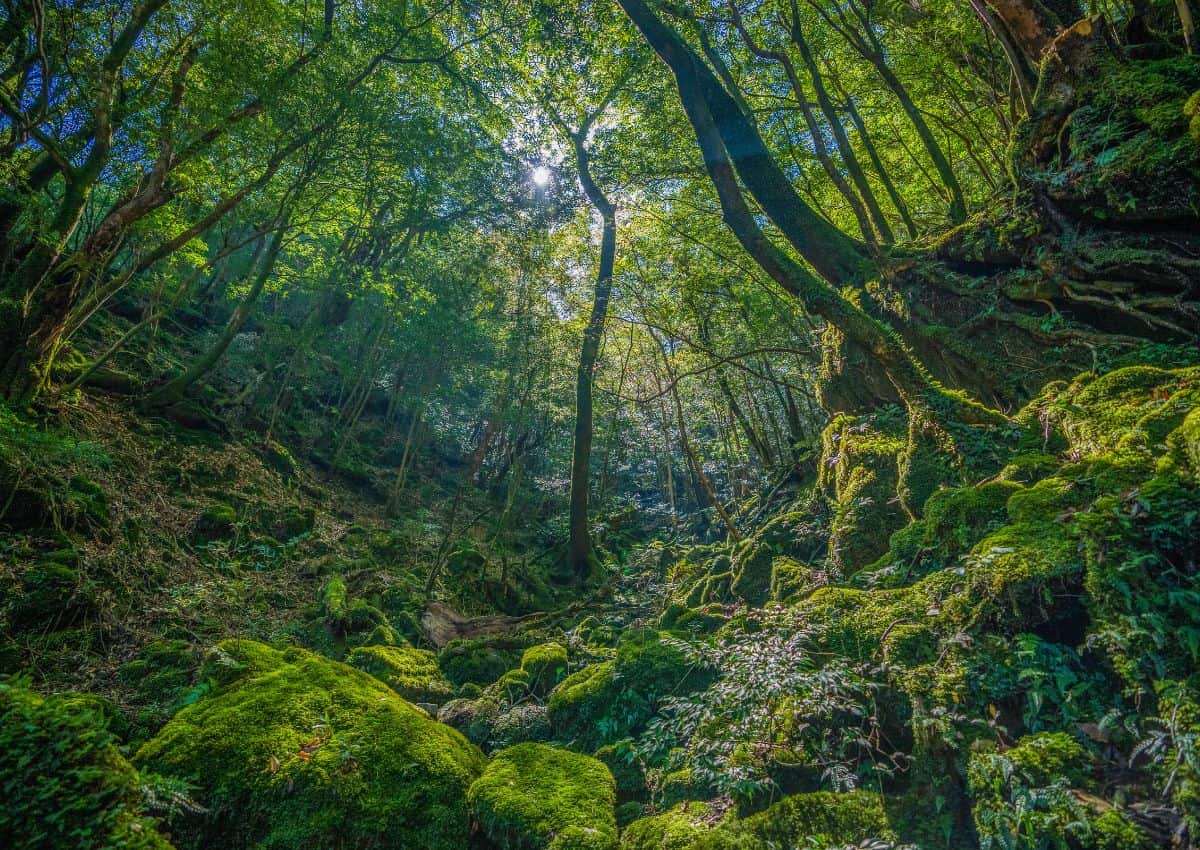 Urskov på Yakushima, Kagoshima, Japan