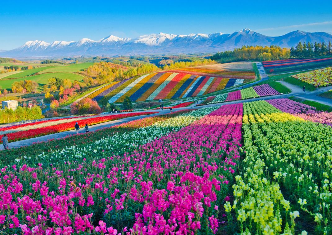 Smukke blomsterhaver i Biei, Hokkaido