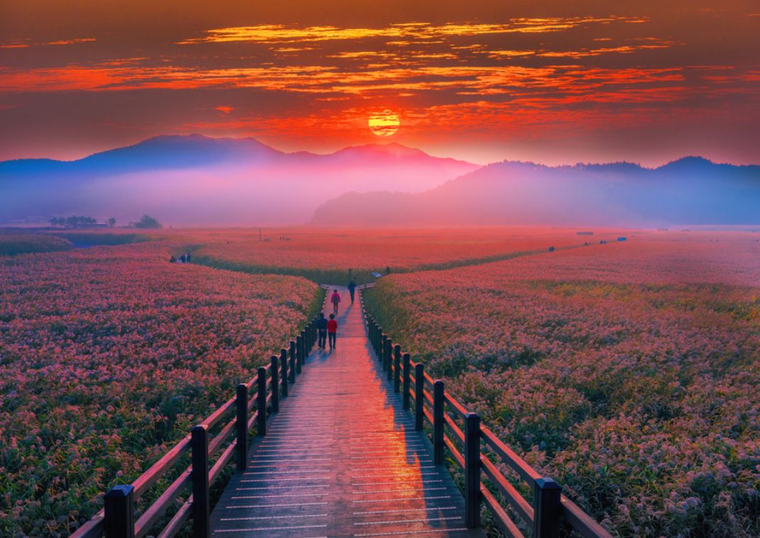 Solopgang over vådområderne ved Suncheon Bay i Sydkorea.