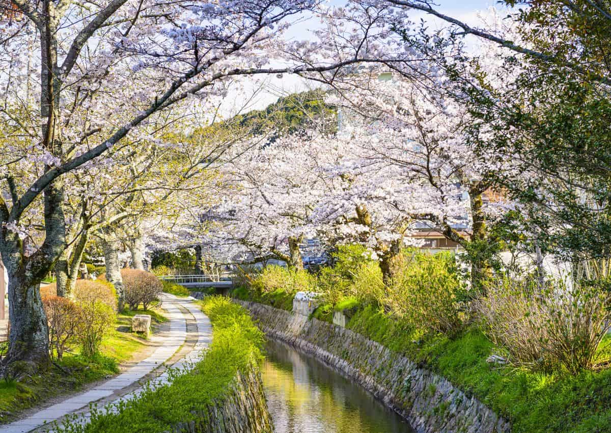 Filosofstien under sakurasæsonen, Kyoto, Japan