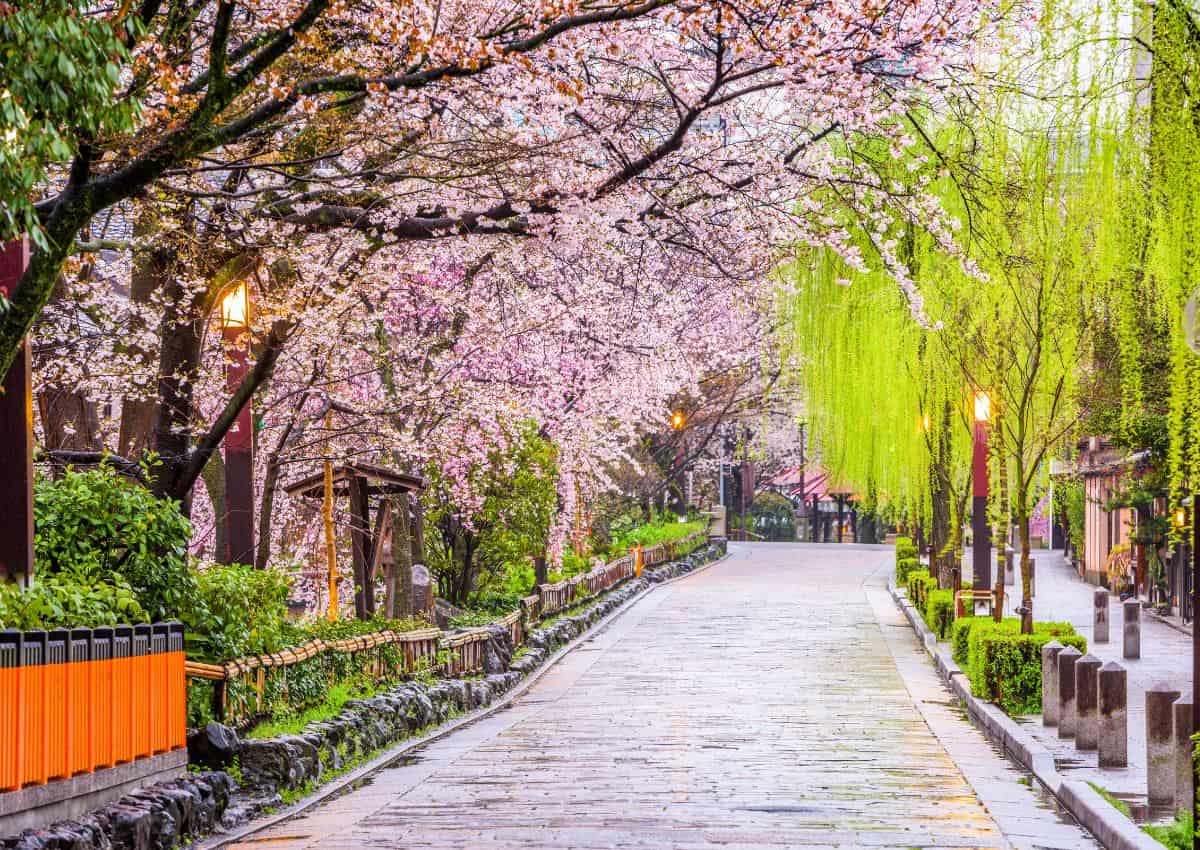 Gion Shirakawa-floden om foråret, Kyoto, Japan