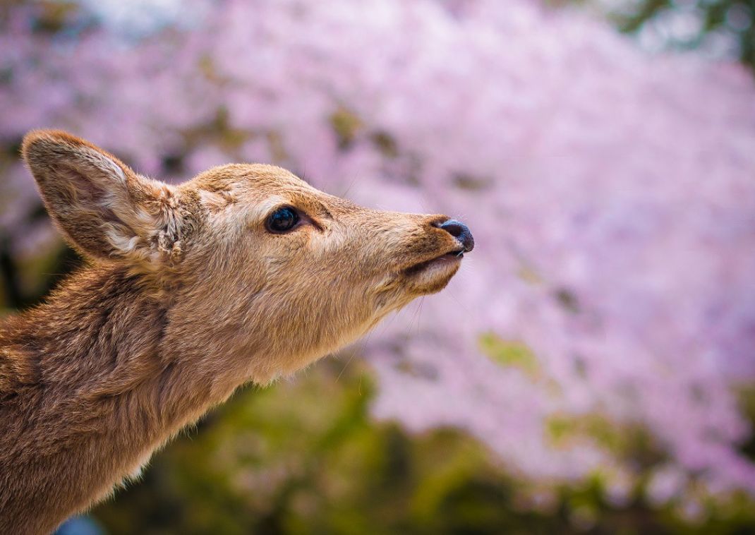 Ungt, vildt rådyr i Nara, Japan